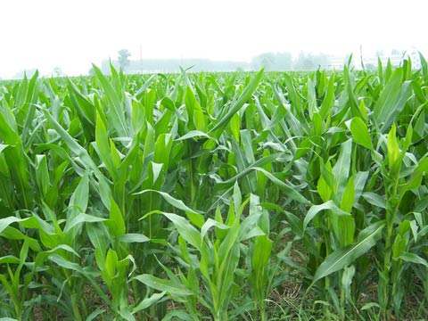 我國生物質(zhì)資源豐富 我國生物質(zhì)資源豐富