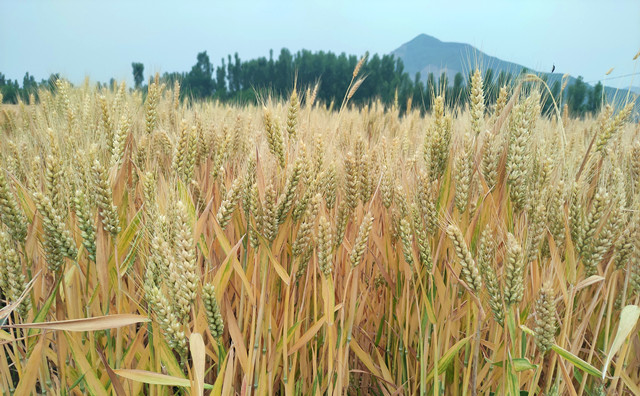 山東籌集獎補資金5000萬 支持生物質(zhì)能源推廣應(yīng)用重點縣.jpg 山東籌集獎補資金5000萬 支持生物質(zhì)能源推廣應(yīng)用重點縣.jpg