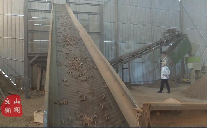 在廣南縣那灑鎮(zhèn)生物質顆粒燃料加工廠，粉碎機、輸送帶、木屑造粒機呈流水線作業(yè)，將桔桿、枯木等可燃材料加工成顆粒狀成品對外出售.jpg